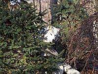 Arctic Wolf 016